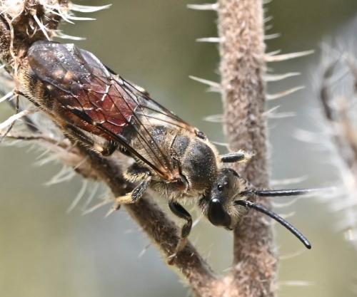 Lasioglossum nigripes
